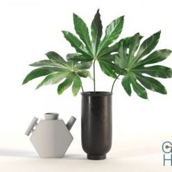 3D model Aralia and Vases (max, fbx, obj)