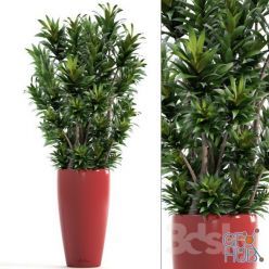 3D model Dracaena 5