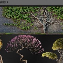 3D model ARCHICG PLANTS – Bonsai for Interior v.1