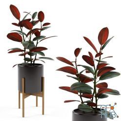 3D model Ficus elastica Black Prince (max, fbx)