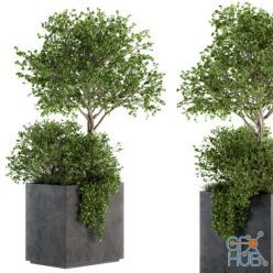 3D model Outdoor Plants in Concrete Plant Box – Set 93