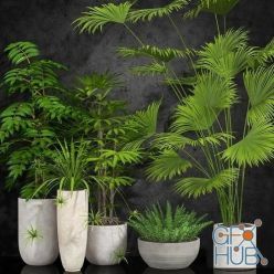 3D model Plants Collection 79