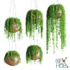 3D model Hanging plants in pots