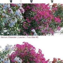 3D model Nerium Oleander Laurier