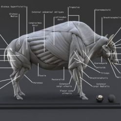 3D model CGTrader – Bison Ecorche – Model Muscles Study
