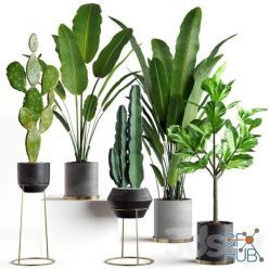 3D model Plants collection 05