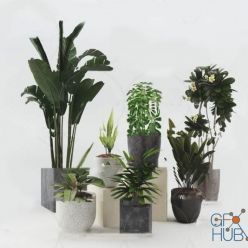 3D model Plant Compilation 75