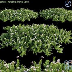 3D model Arctostaphylos Manzanita Emerald Carpet # 2