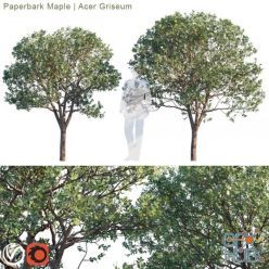 3D model Paperbark Maple, Acer Griseum #2 (max, fbx)