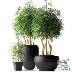 3D model CGTrader – Bamboo Plant 3D model