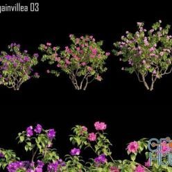 3D model Bougainvillea 03 (max, fbx)