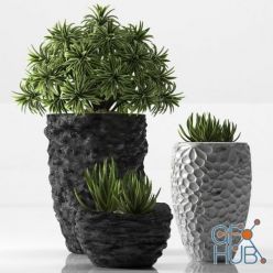 3D model Eco-style succulents in pots