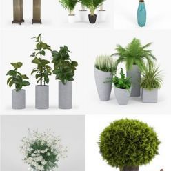 3D model CGTrader – Plants Set 3D-Models Collection Pt. 2