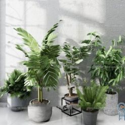 3D model Plant Compilation 28