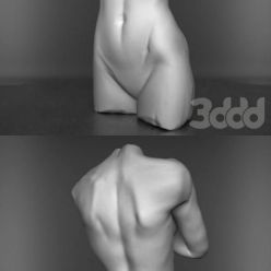 3D model Female figure torso