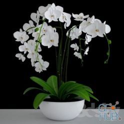 3D model Realistic white orchid