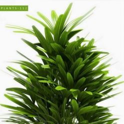 3D model PLANTS 112