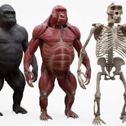 3D model 3D Scan Store – Gorilla Écorché