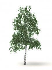 3D model Birch tree with green foliage