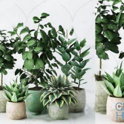 3D model Plant Compilation 30