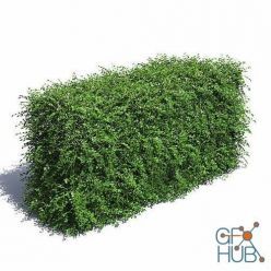 3D model Cotoneaster Hedge with Flowers