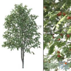 3D model Rowan Tree # 3