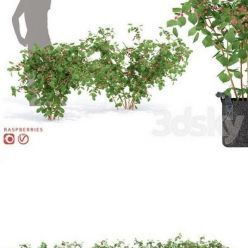 3D model Raspberry bushes