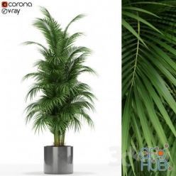 3D model Plants collection 176