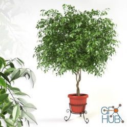 3D model Ficus on forged support