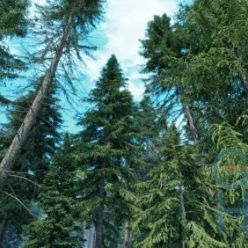 3D model R&D Group – iTrees vol.4 Fir Trees