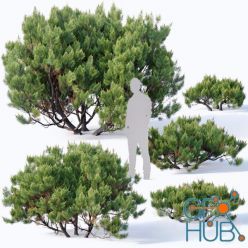 3D model Pinus mugo # 2. H60-260 cm