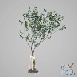 3D model Young trees set