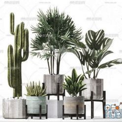 3D model 37 Plant Compilation