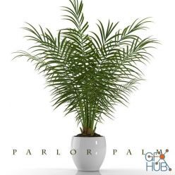 3D model PARLOR PALM_PLANTS 23