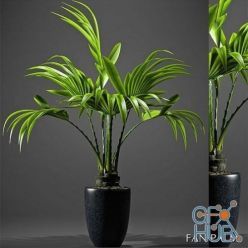 3D model Plant Fan palm