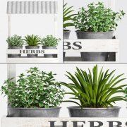 3D model Herbs plants in pots