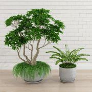 3D model Plumeria Pot Tree