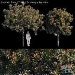 3D model Loquat Biwa Eriobotrya japonica (max, fbx)