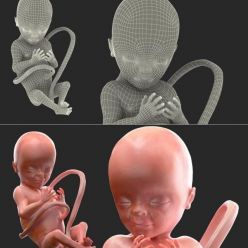 3D model 3D Human Fetus at 20 Weeks