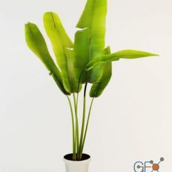 3D model Banana palm