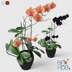 3D model Orchid flower set
