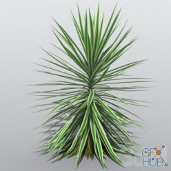 3D model Yucca aloifolia Variegata