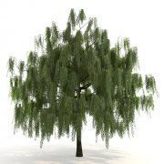 3D model White Willow – Salix alba