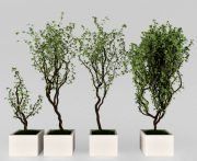 3D model Indoor plant collections
