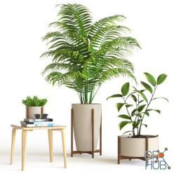 3D model Plant set with palm and decor