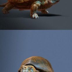3D model Turtle PBR