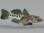 3D model Fish rotan