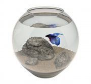 3D model Aquarium with fish