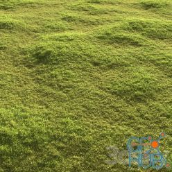 3D model Garden grass