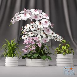3D model Orchid arrangement 7